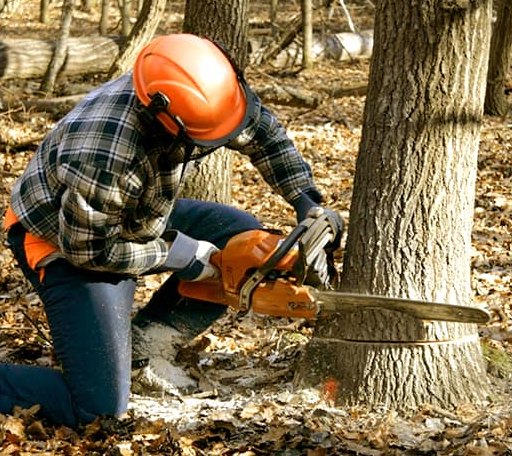 Tree Removal in Groton, VT